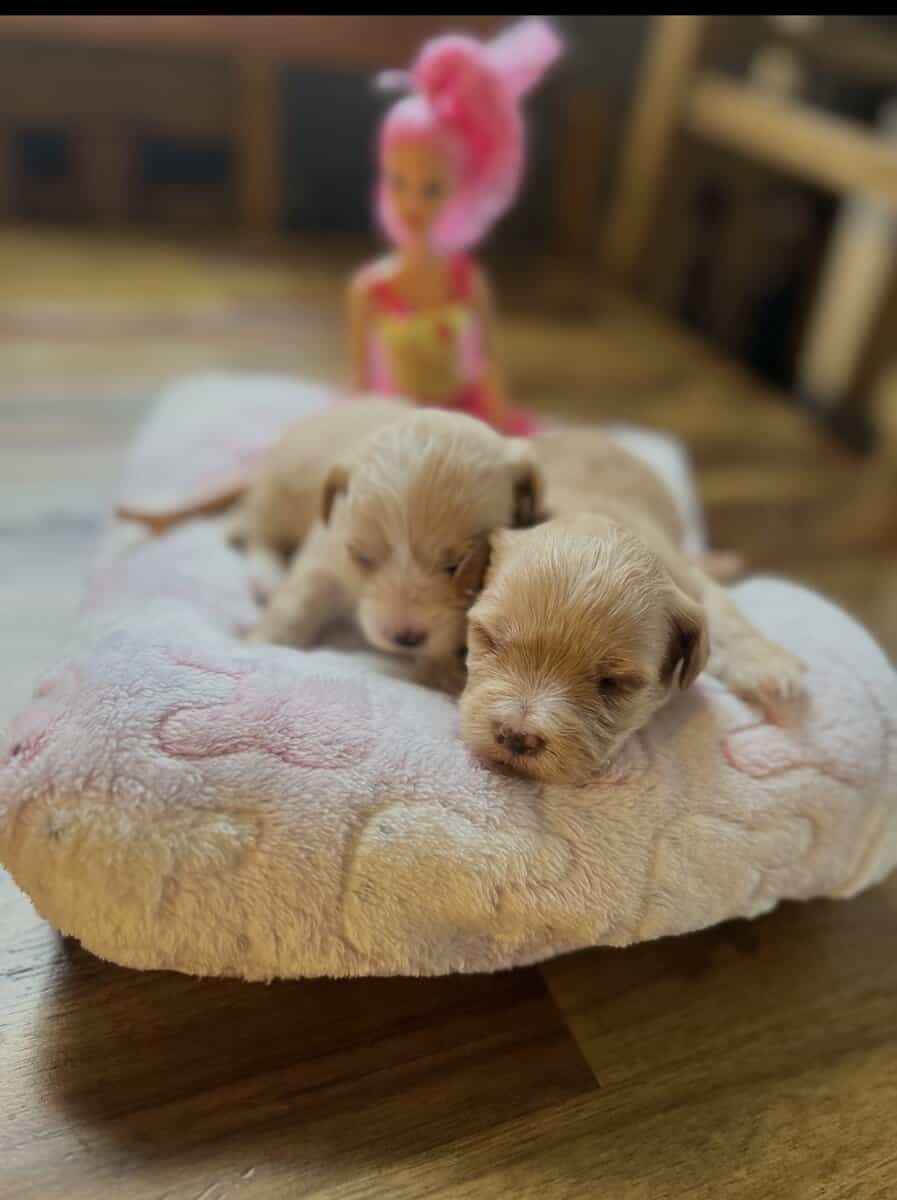 Selling morkies image 3