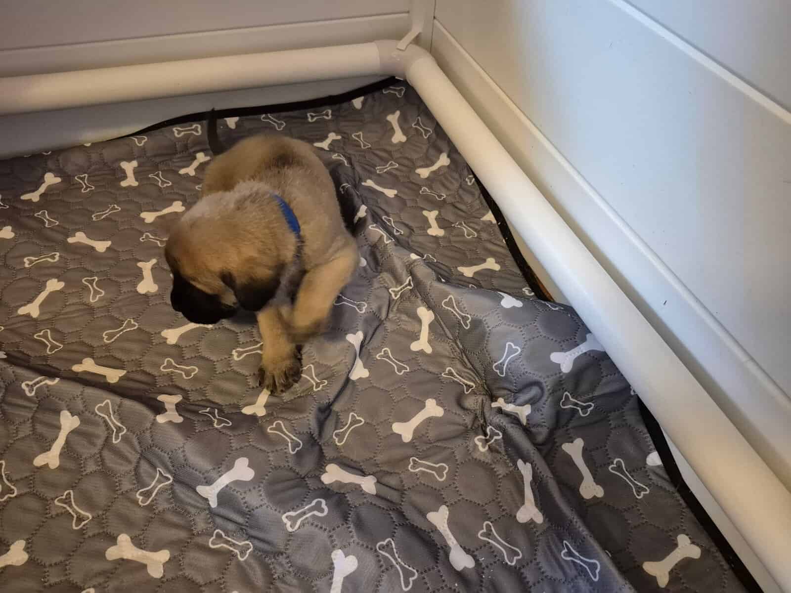 Mastiff image 11