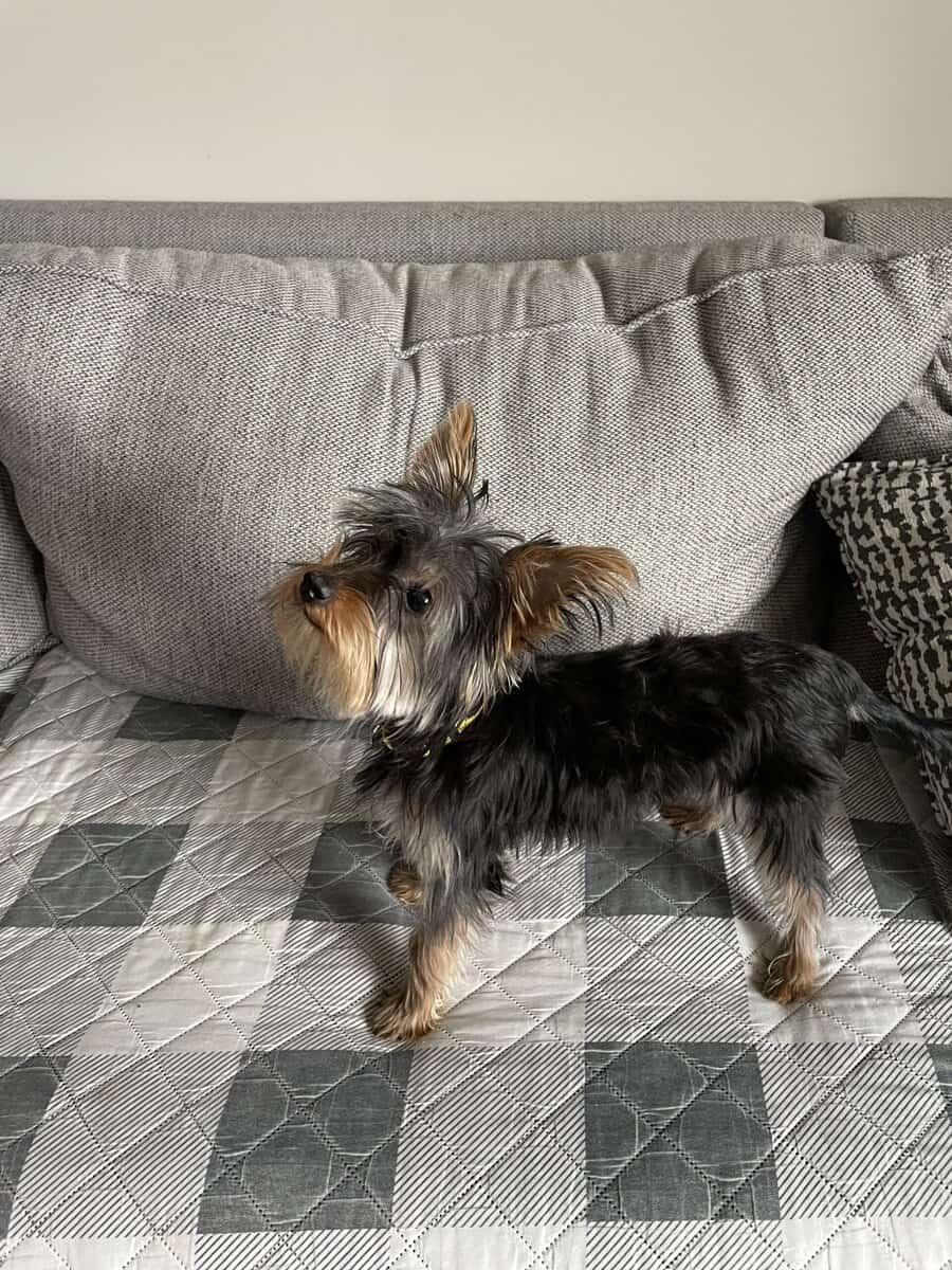 Yorkie puppy image 4