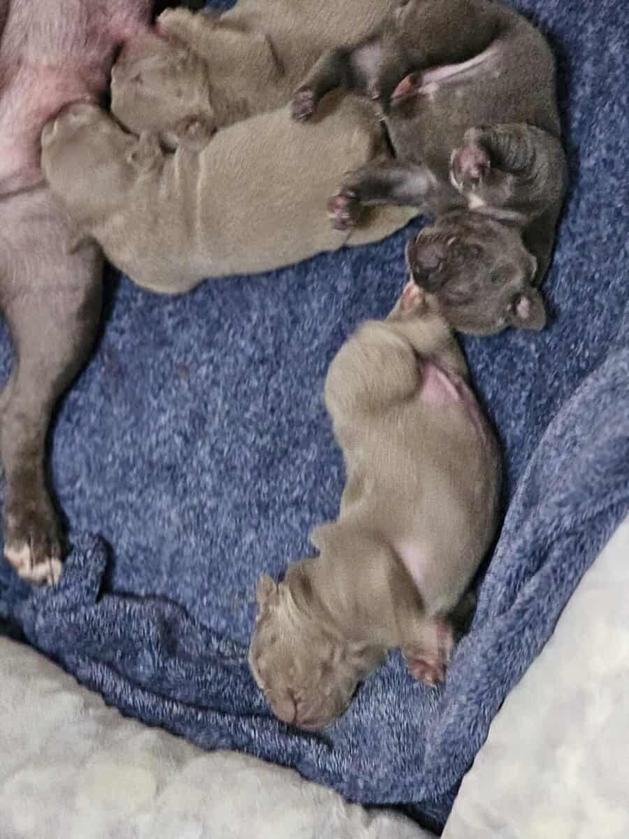 15/16 Frenchton = 94% Frenchies image 6