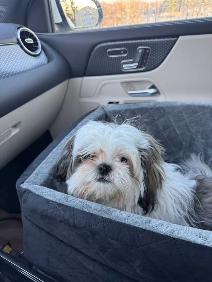 6 Month old Shihtzu image 2