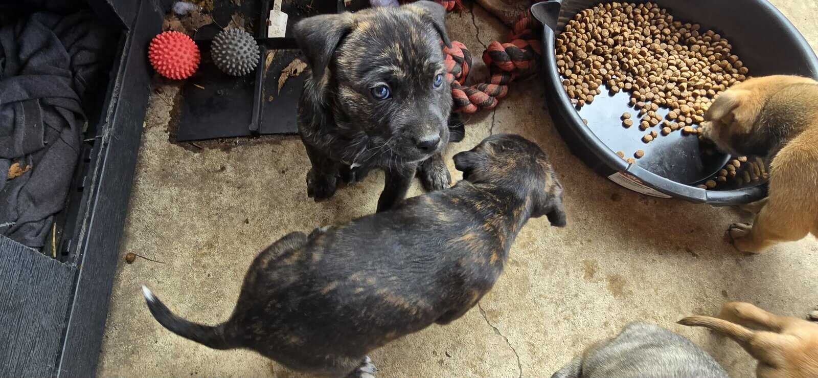 Belgium malinois mix puppies image 4