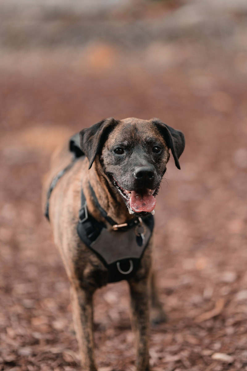 Kofi Needs a Home image 4