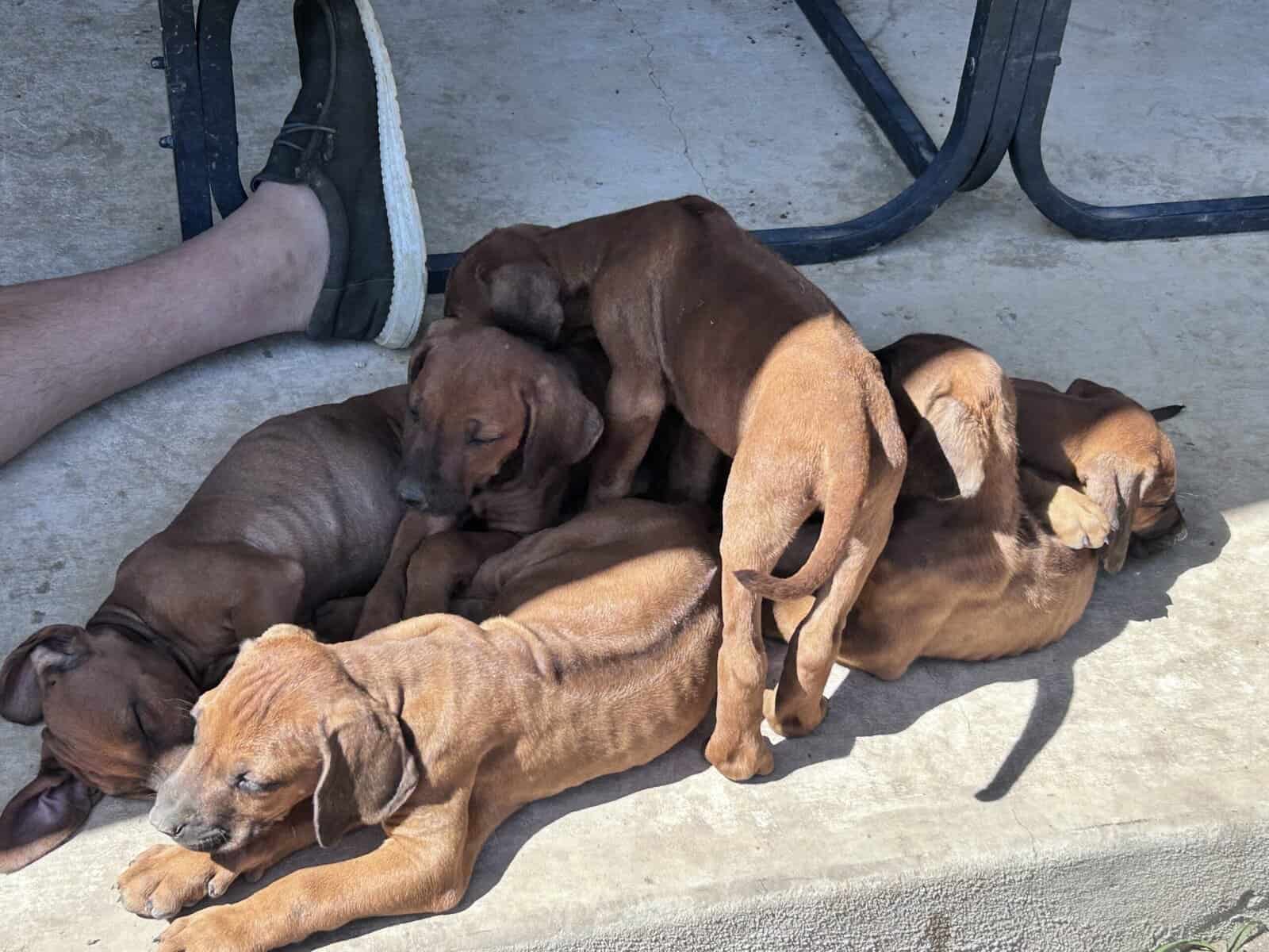 Rhodesian Ridgeback Puppies image 4