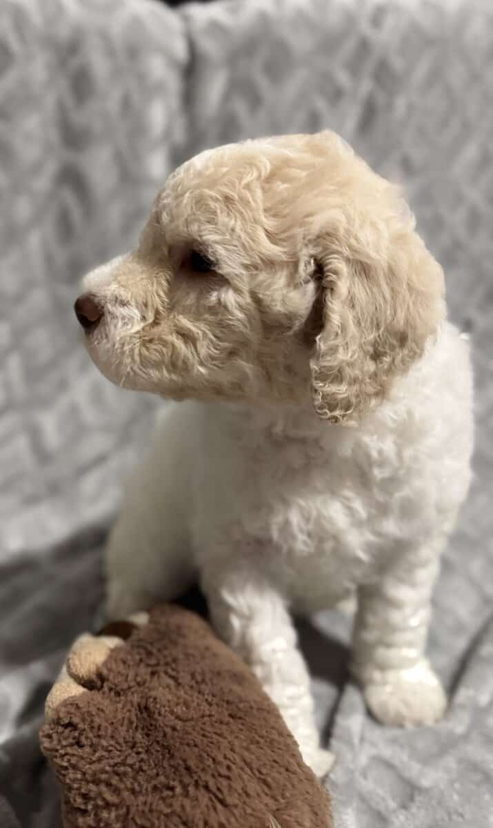 Golden Doodle Puppies image 3