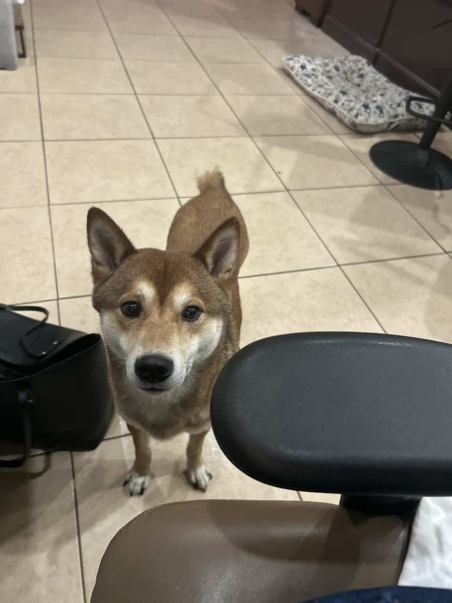 Shiba Inu image 2