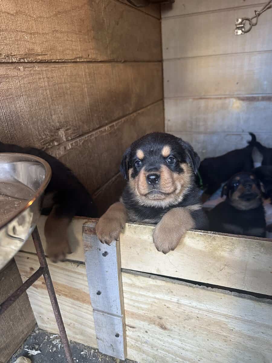 German Rottweiler Puppies 4 Females image 1