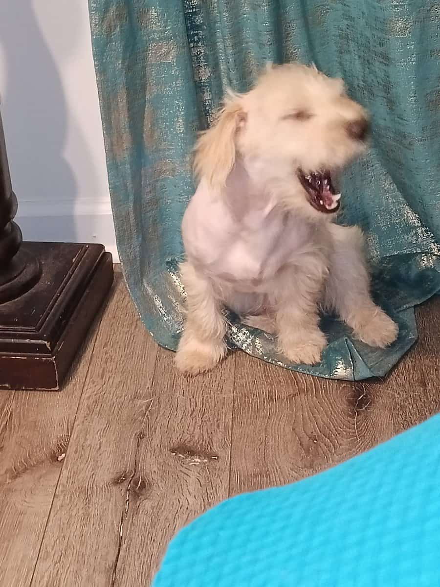Male Maltese poodle pup image 5
