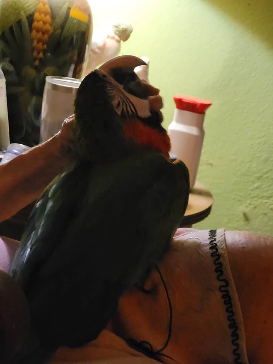 Harlequin macaw baby image 1