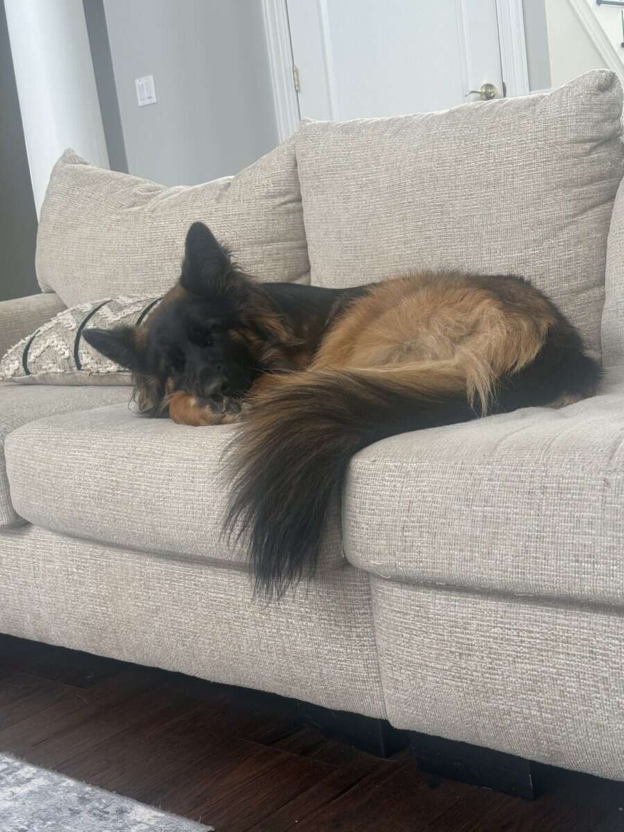Purebred Champion German Shepherd image 23