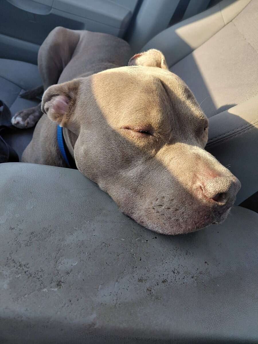 Loving Pitbull with seperation anxiety. image 3