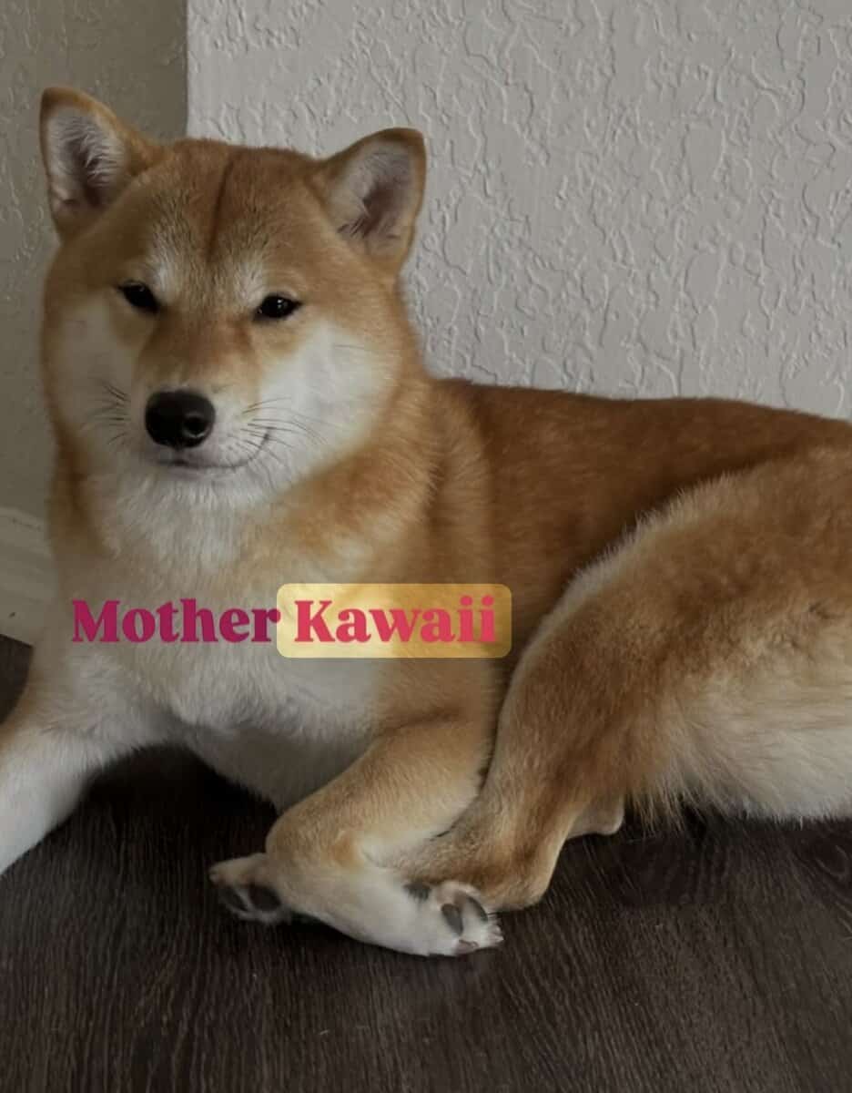 Hawaii Blossom, Sesame Shiba Inu girl image 9