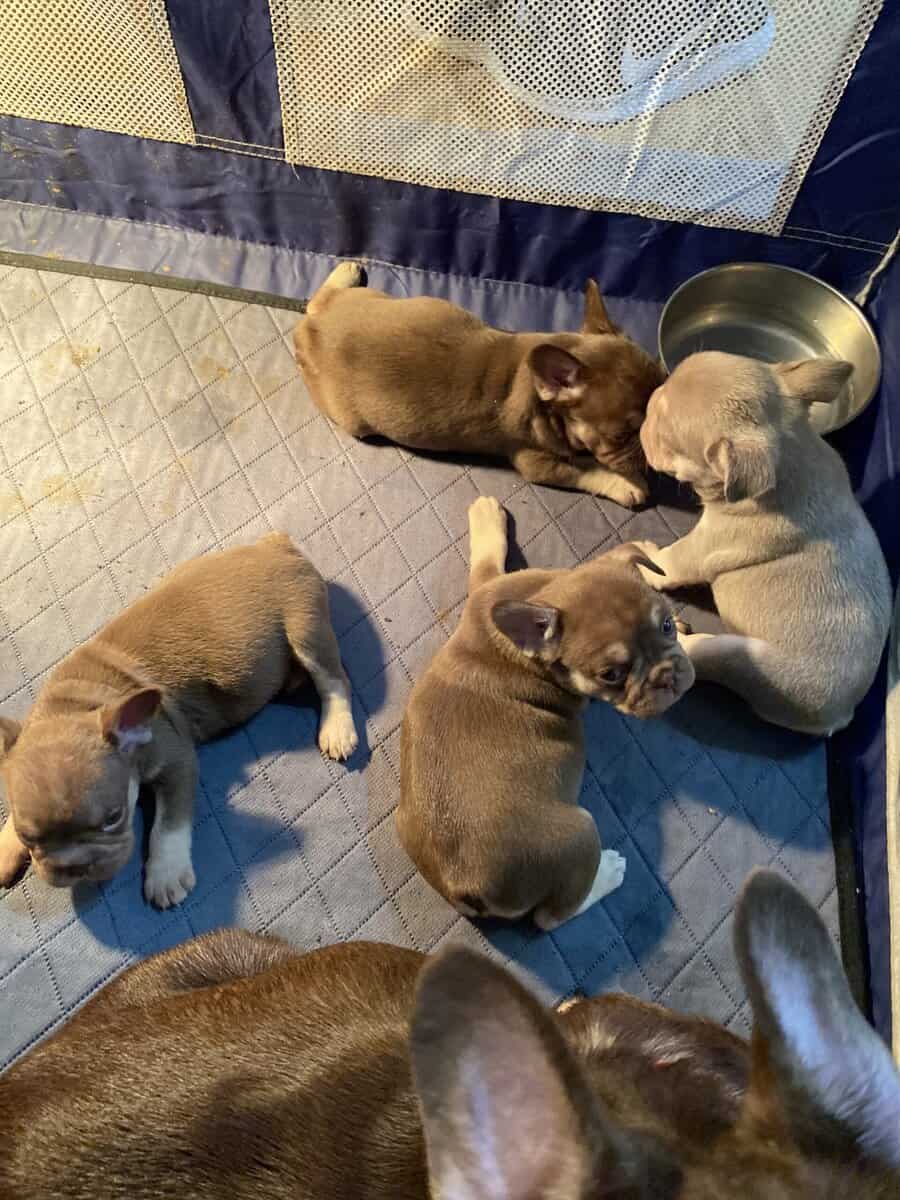 AKC French bulldog pups image 2
