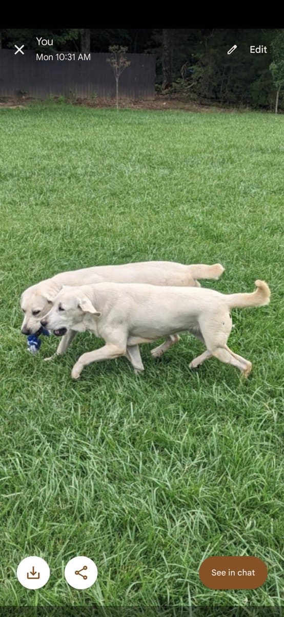 AKC White Labs 2 Avail, 4 Yrs Old, Breeding Rights image 4