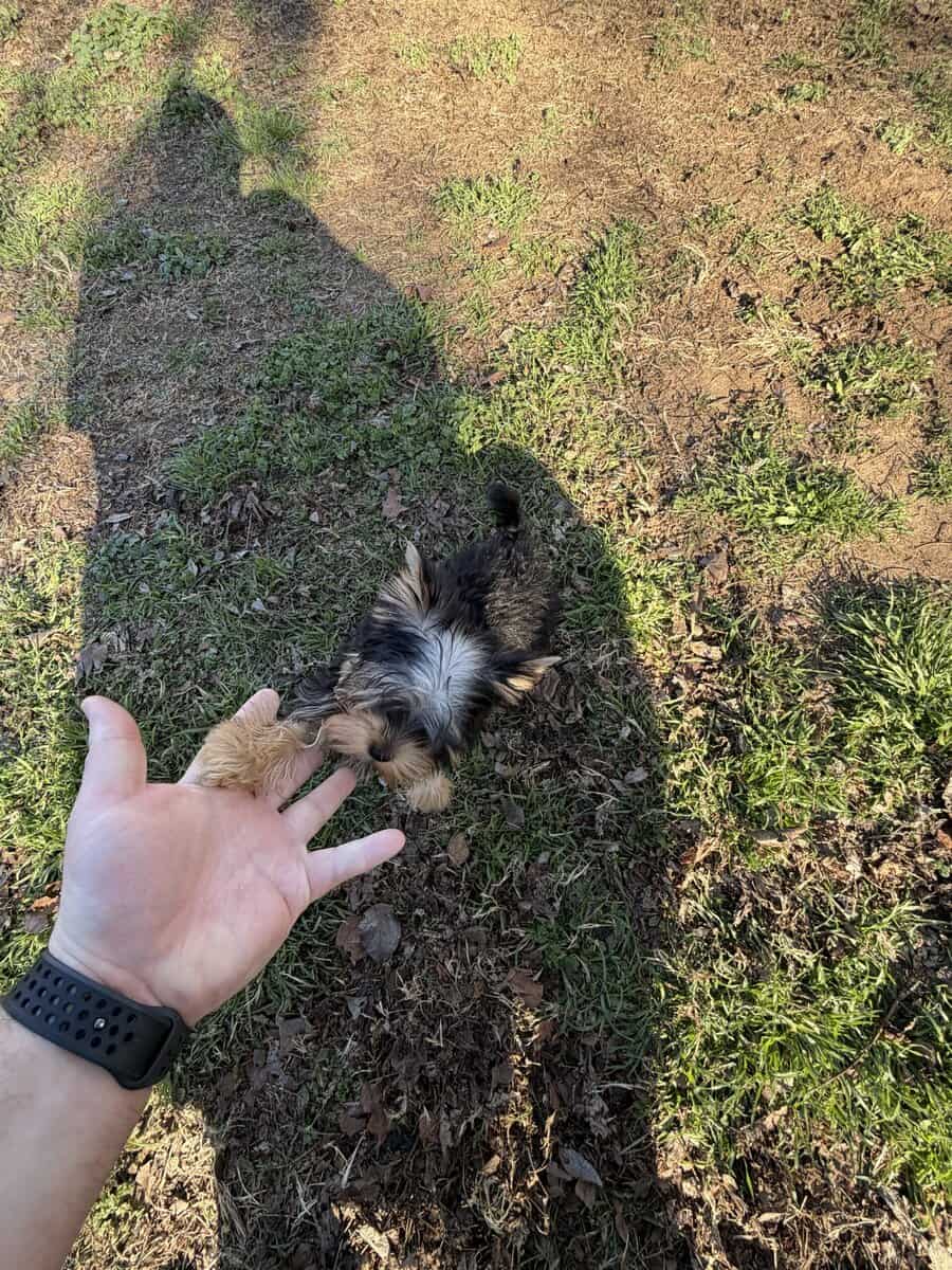 Yorkie puppy image 5