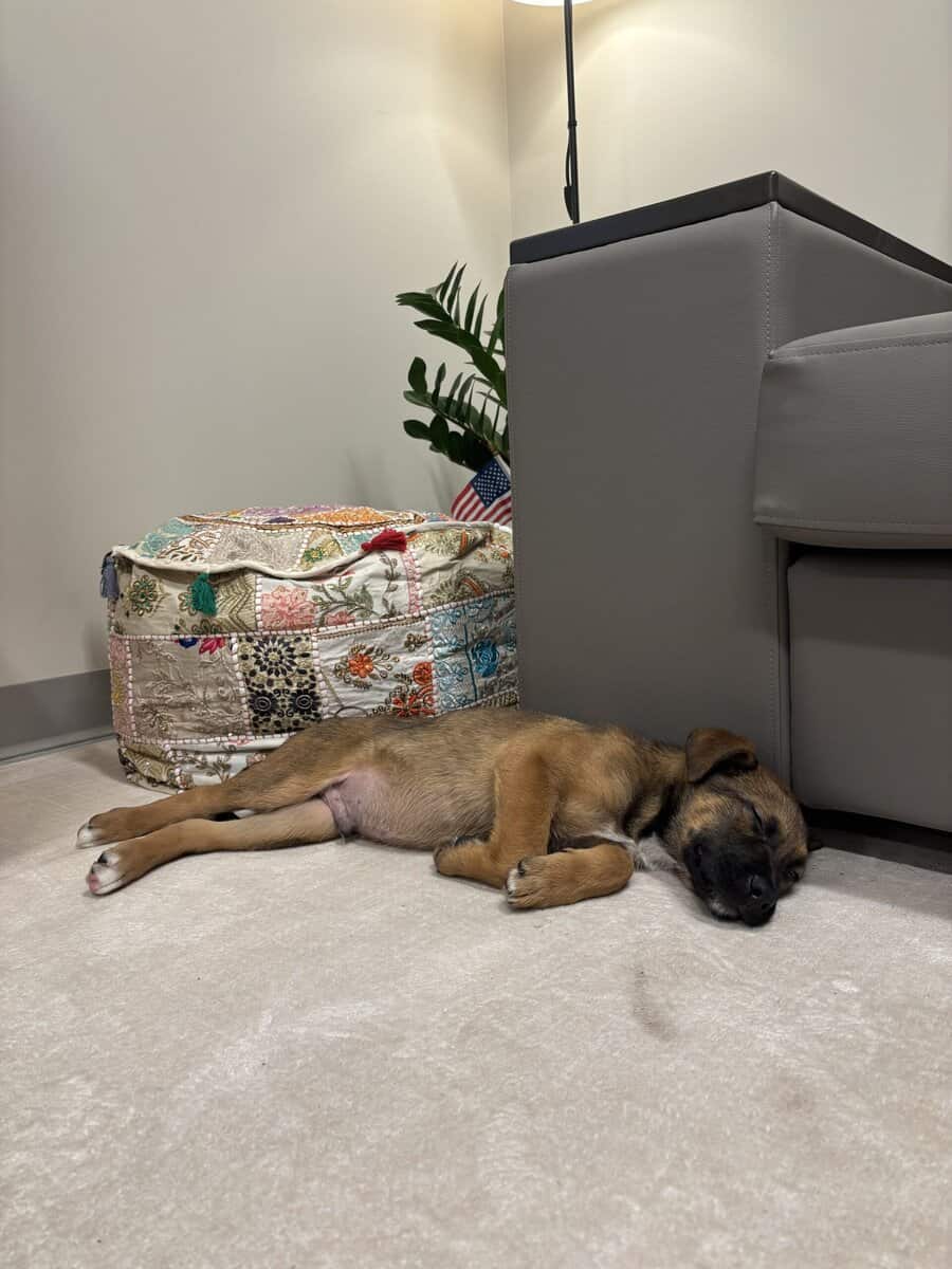 Puppy in need of a loving home ASAP image 3