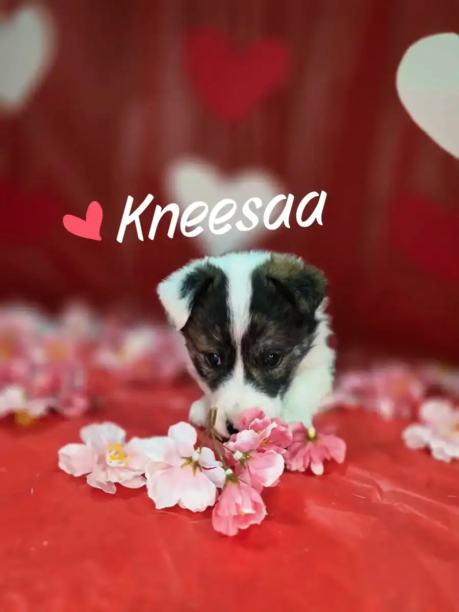 Husky border collie pitbull puppies image 2