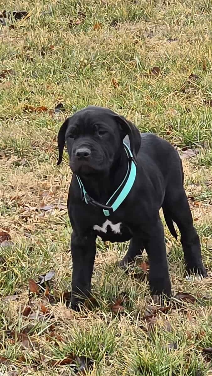 American Bandogg Pups image 3
