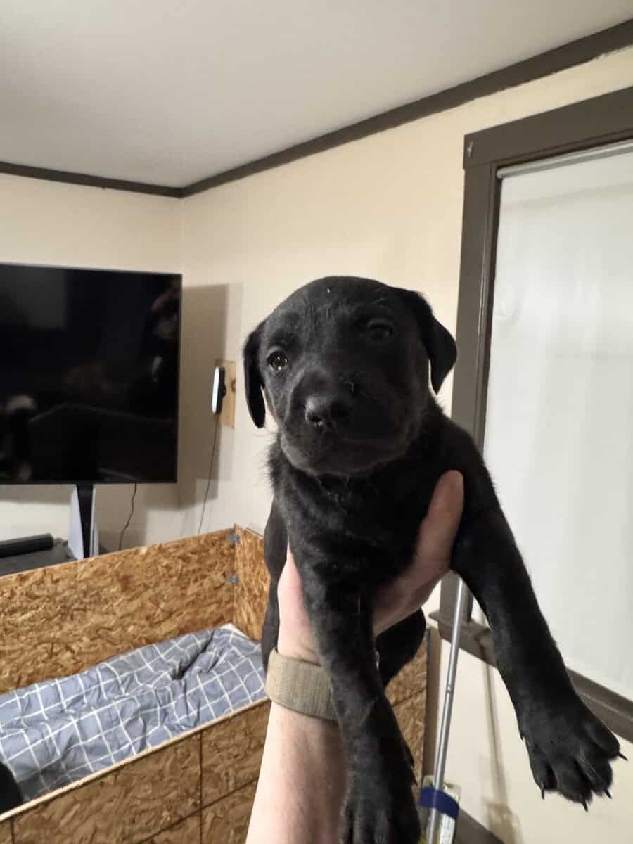 Doberman Pitbull Mix Puppies image 1