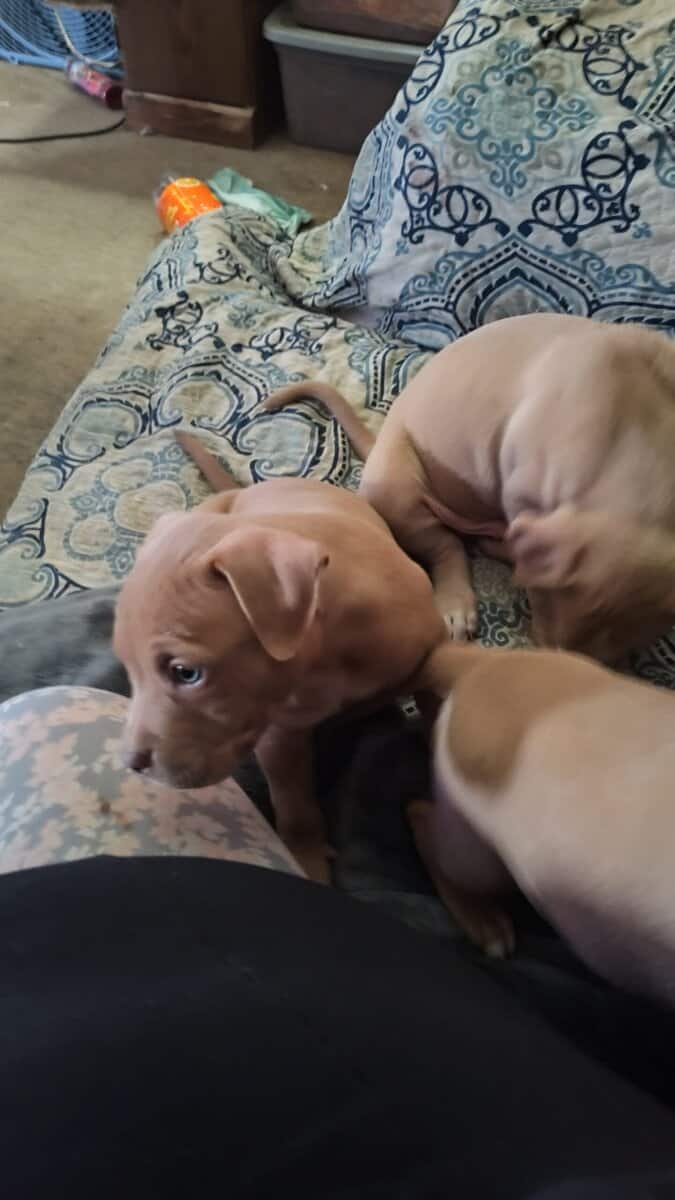Pittie Puppies for sale image 4