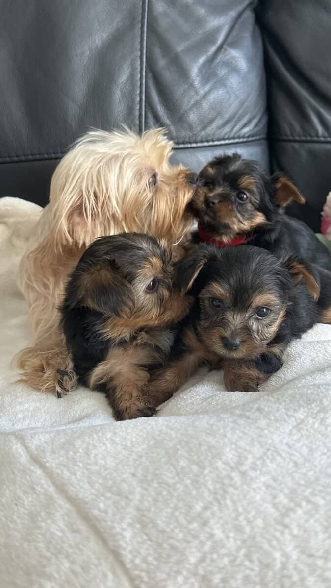 Yorkie puppies image 12