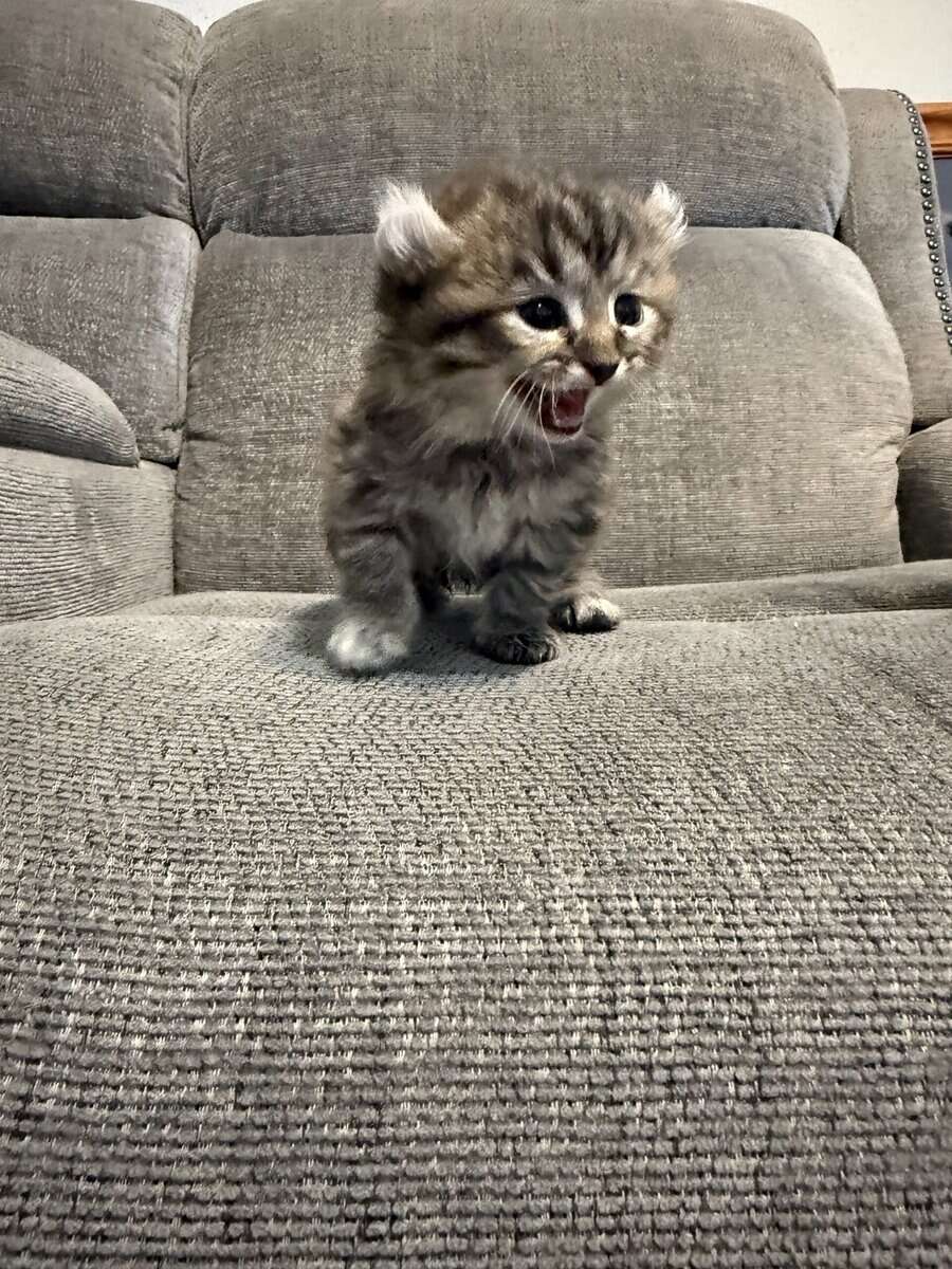Highlander kittens image 4