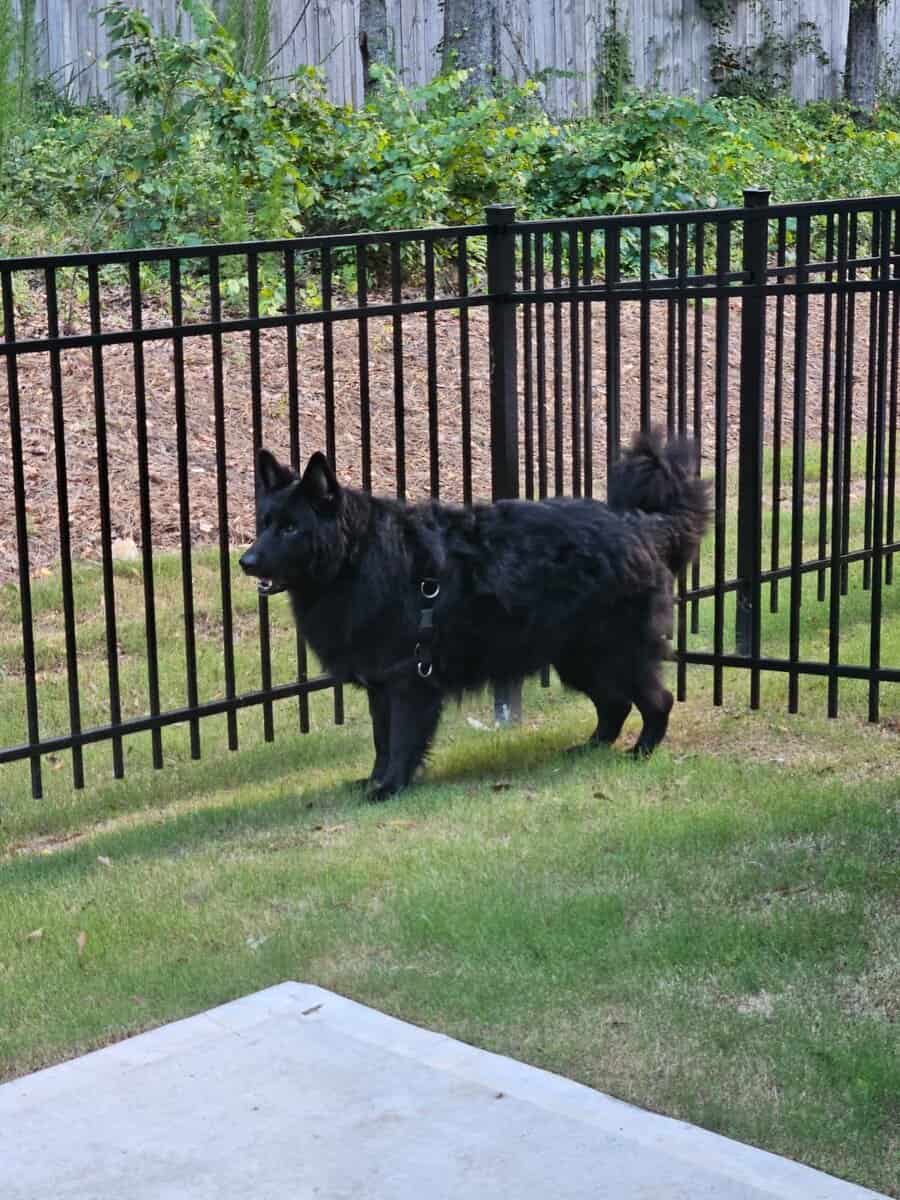 6 year old service dog Chief house broken trained. image 3