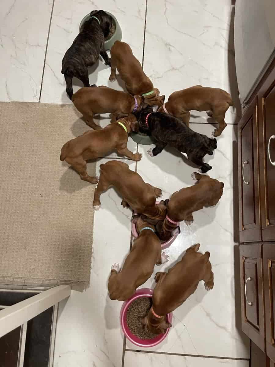 Boxer puppies image 8
