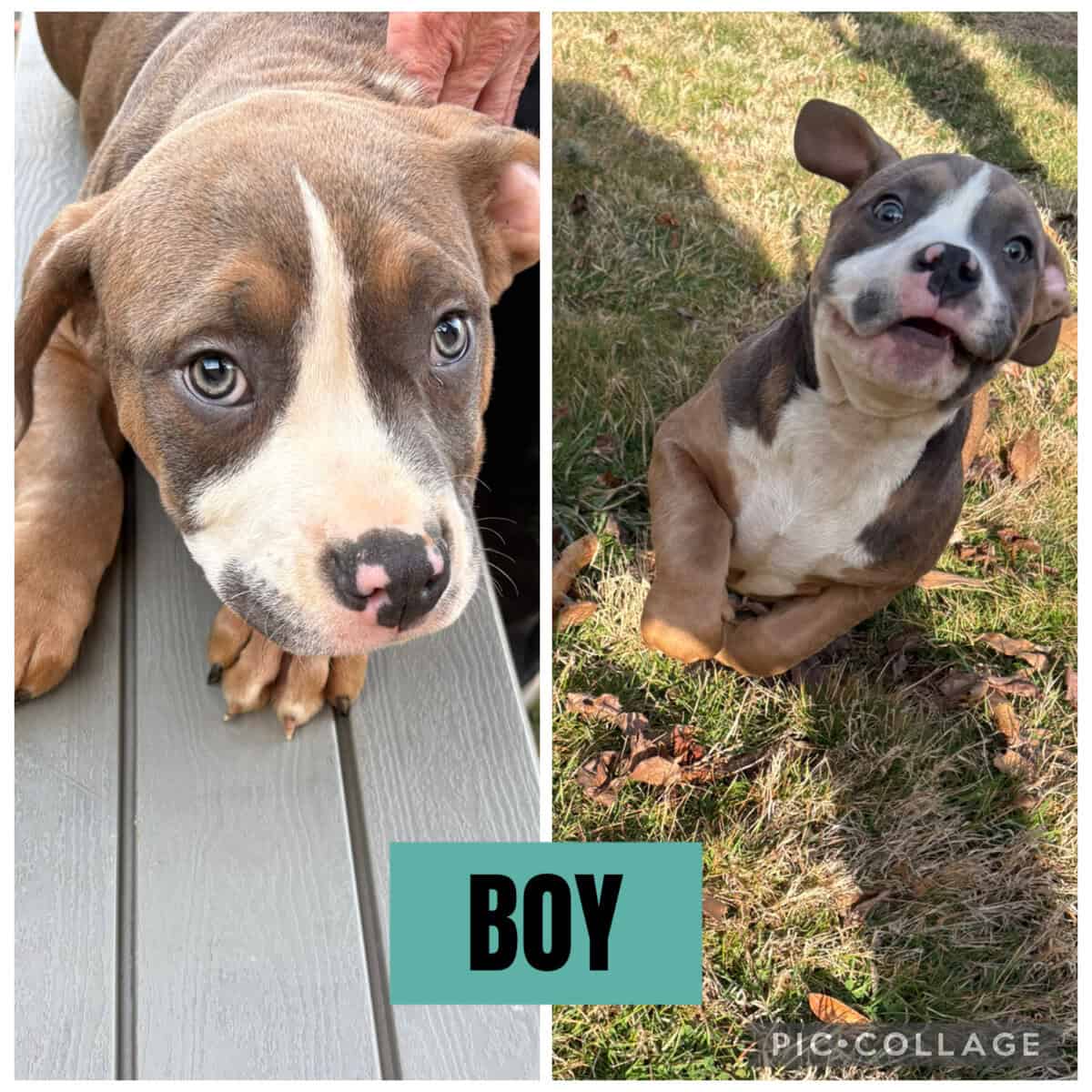 ABKC Registered American Bullies image 2