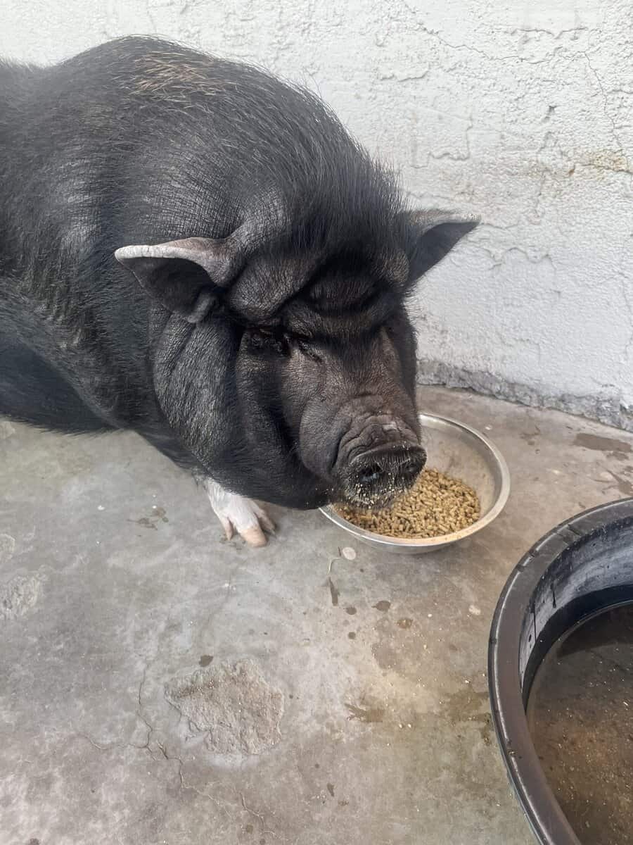 Pig very friendly loves belly rubs image 1