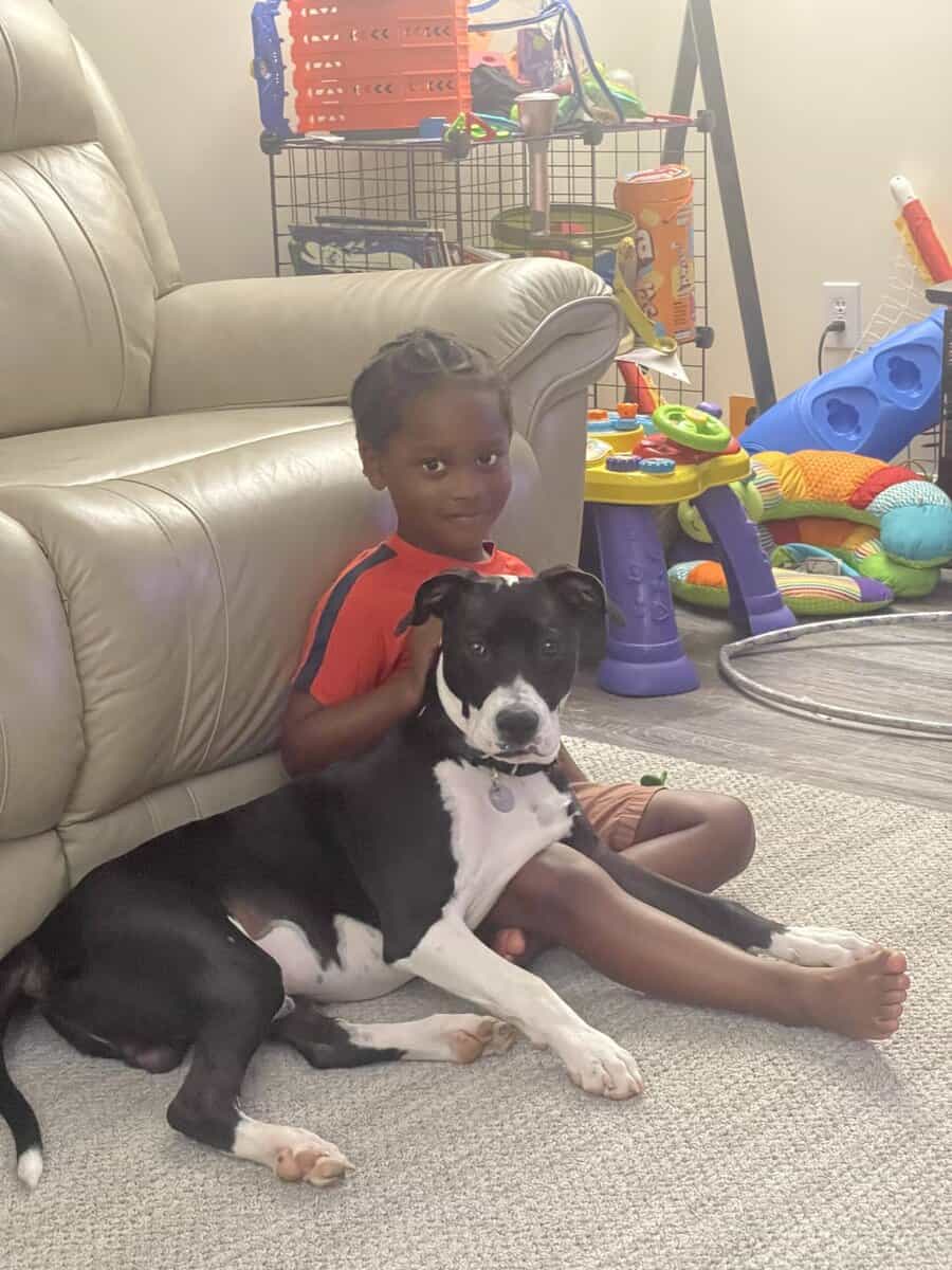 American Pit Bull Terrier image 2