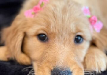 Golden Retriever Puppy 4