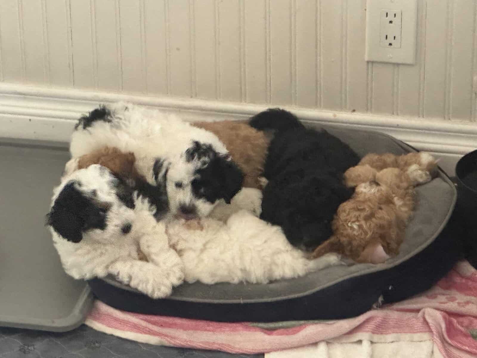 HAVAPOO puppies image 3