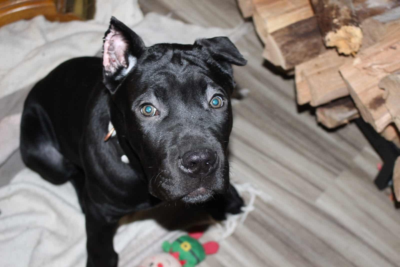 AKC Cane Corso puppies image 6