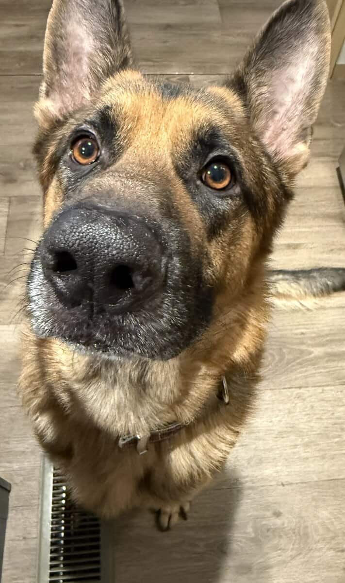 Maximus image 1