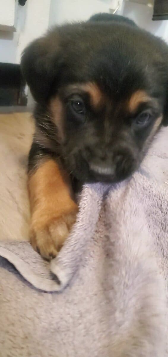 Puppies! image 2