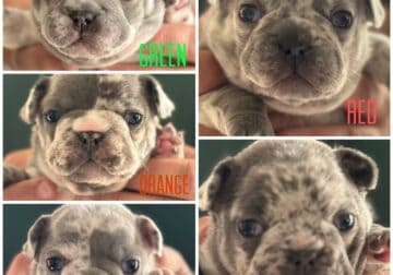 AKC French Bulldog Puppies for sale!