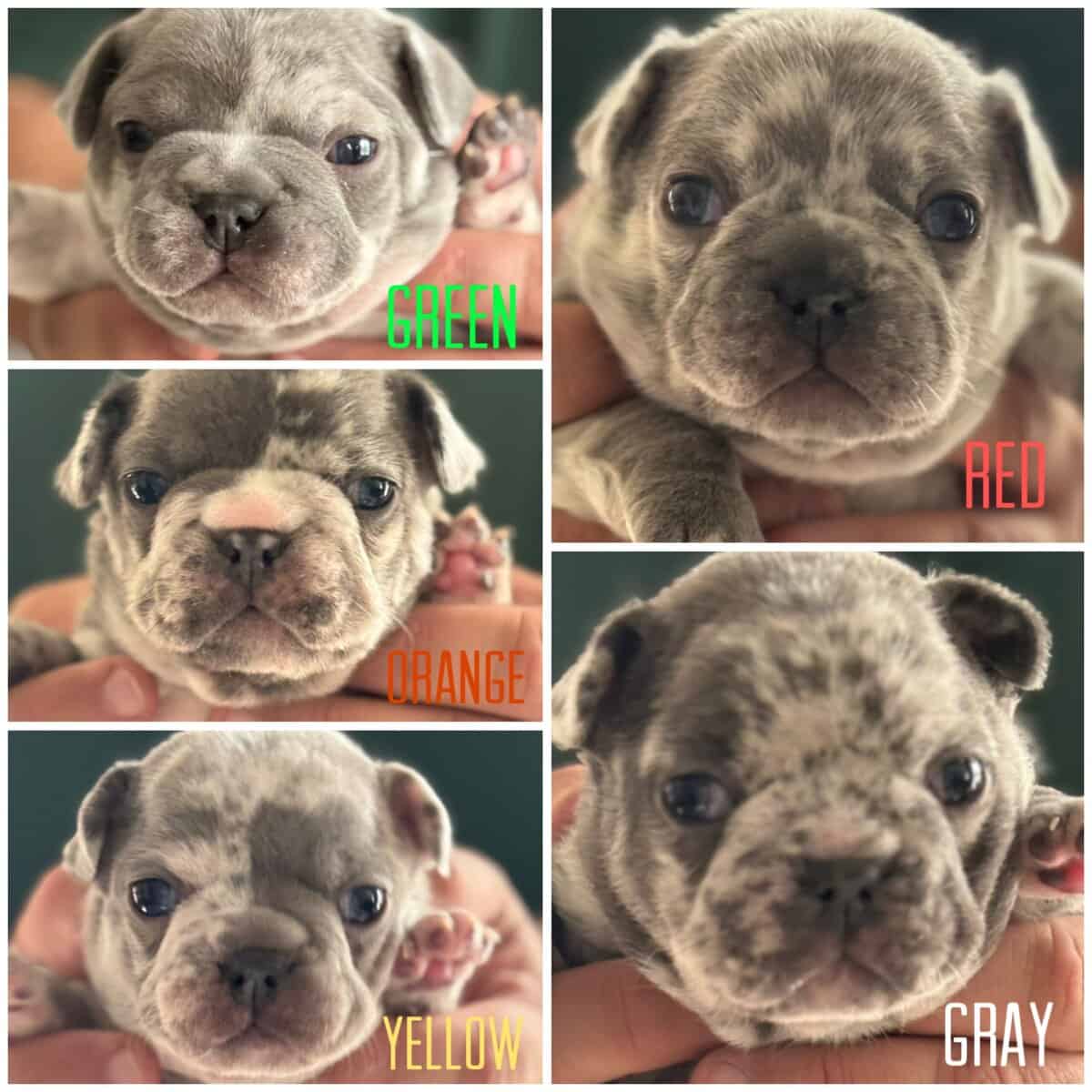 AKC French Bulldog Puppies for sale! image 1