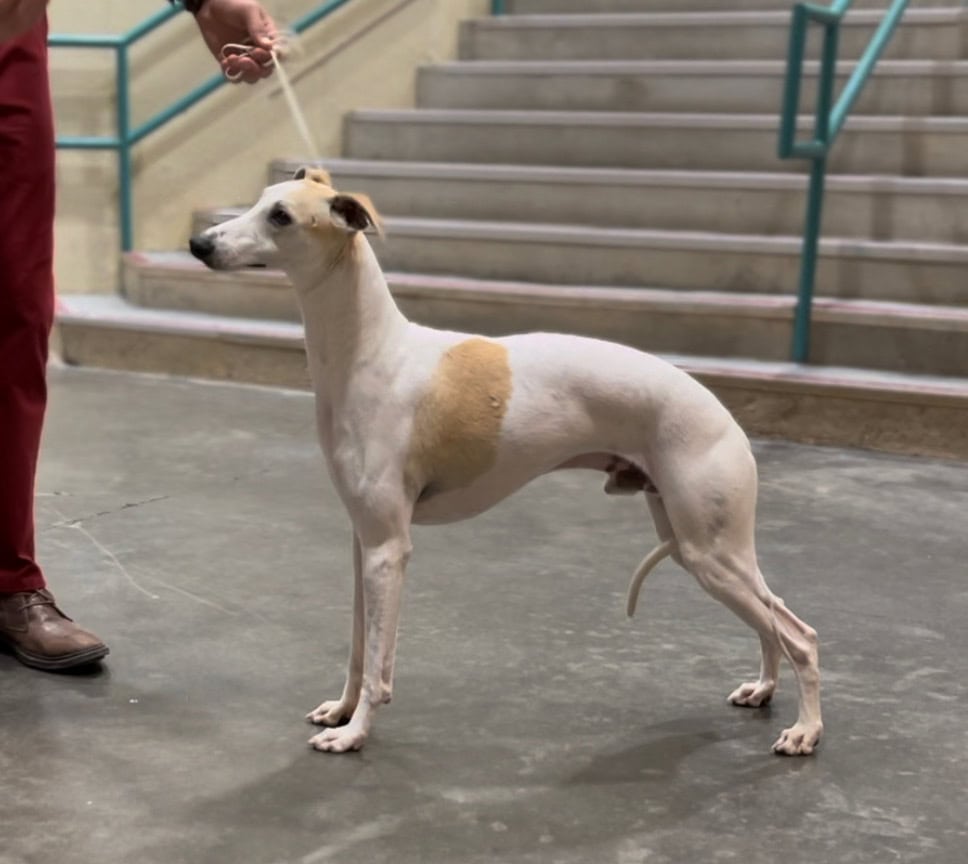 Whippet puppies AKC image 3