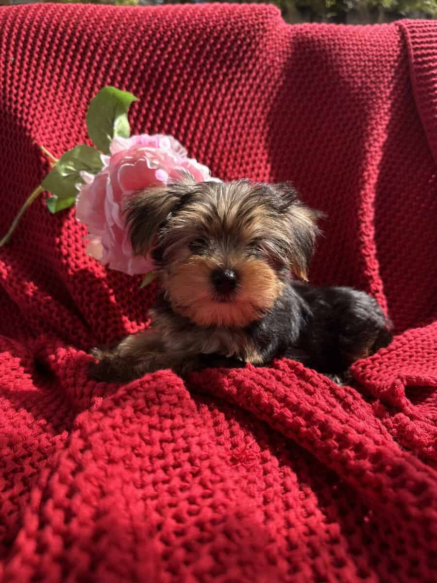 Yorkie puppies image 8