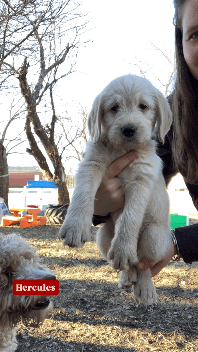 Kansas Labradoodles image 9