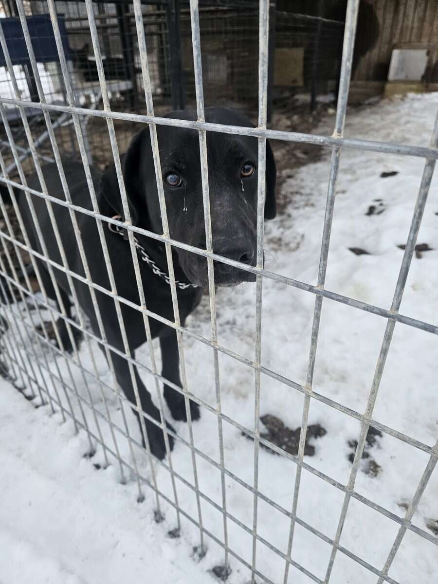 Labrador and Pit mix puppies desperate for homes image 17