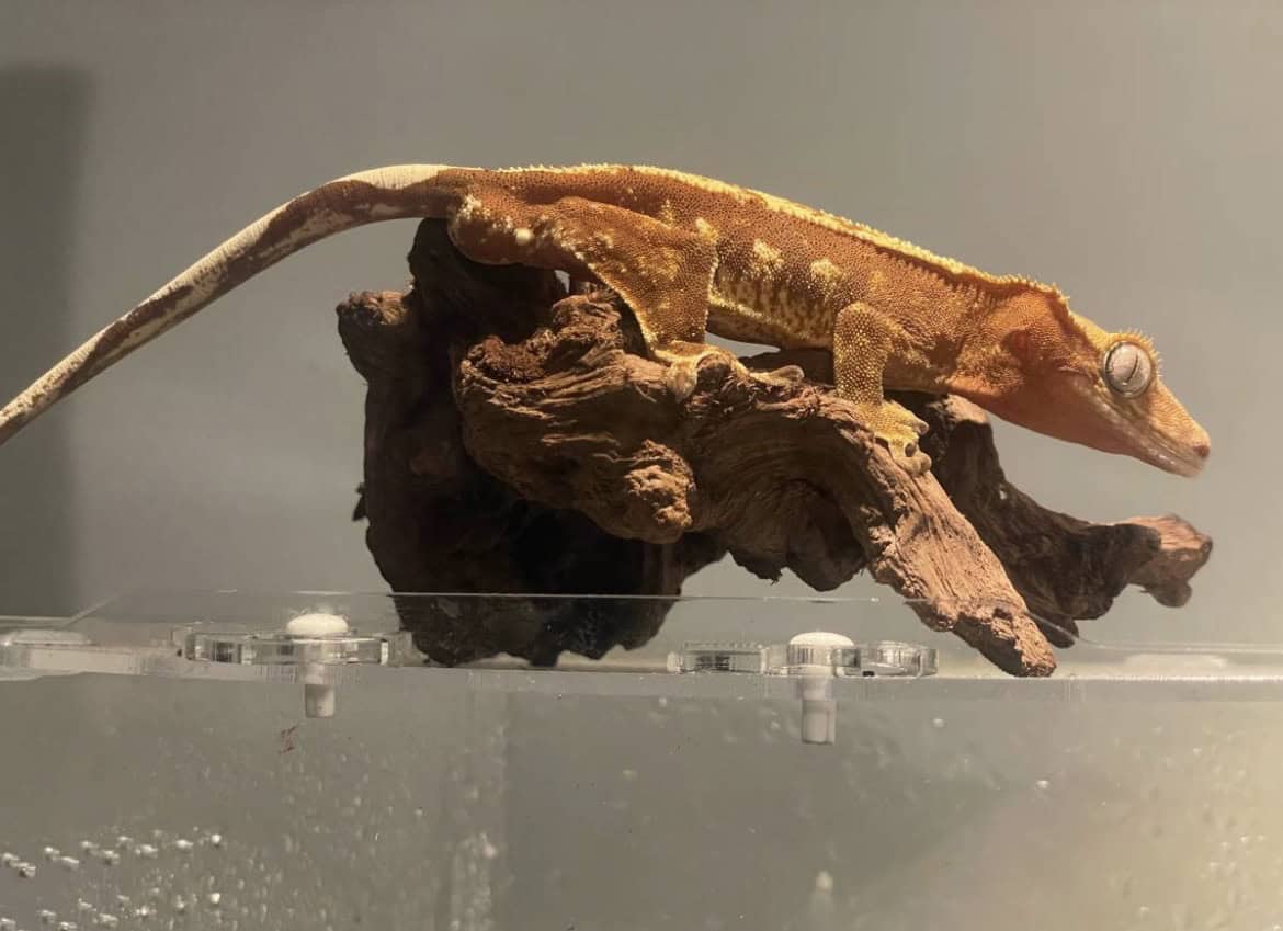 Red base male crested gecko image 5