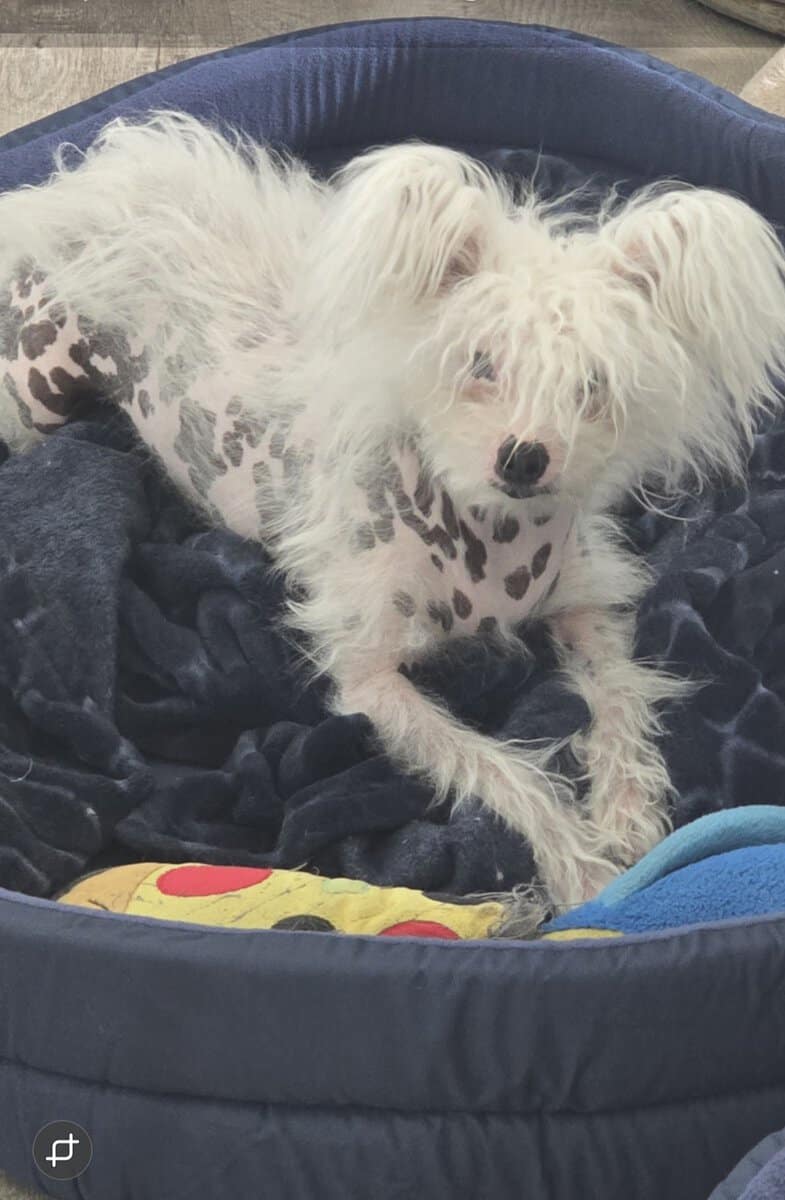 Chinese crested H.H Ship Included image 11