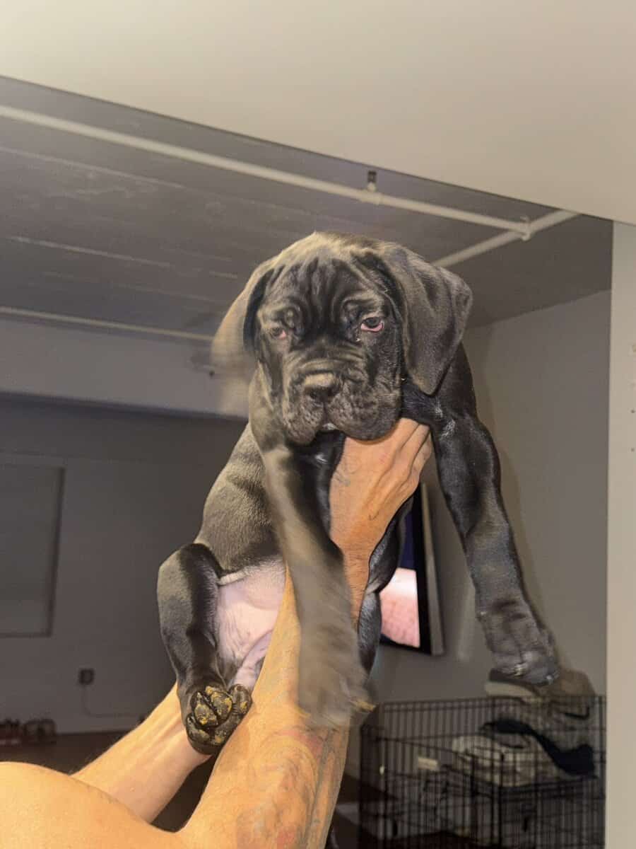 Cane Corso black image 2