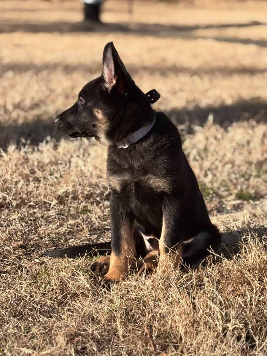 5month pure German Shepherd image 5