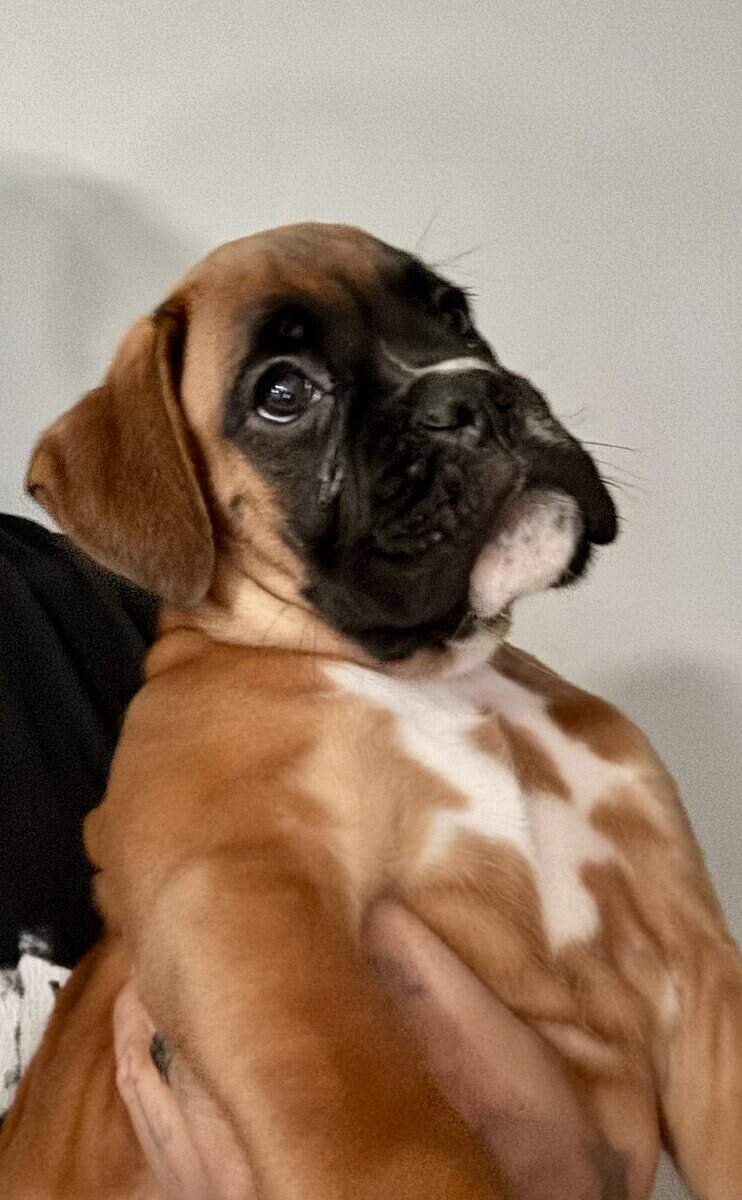 AKC BOXER PUPPY image 1