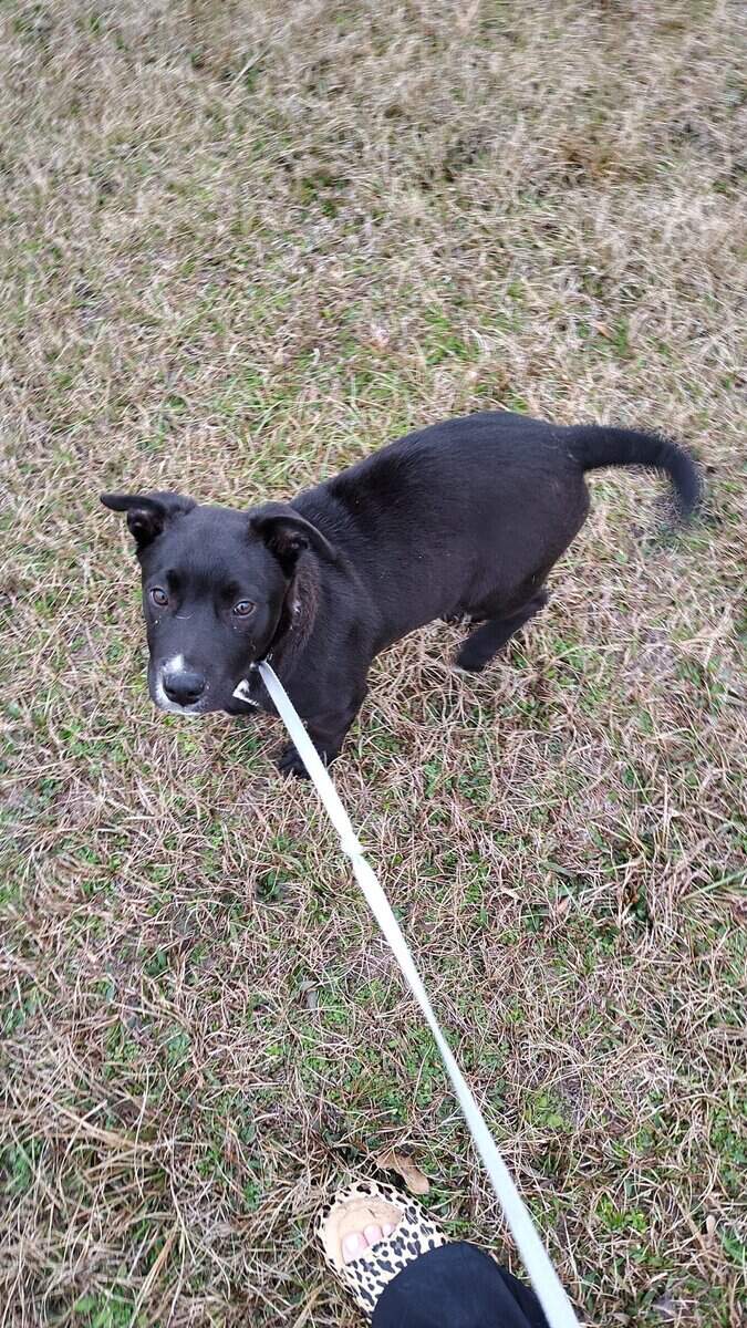 Male Lab Mix Puppy image 2