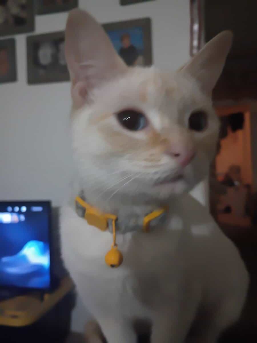 cats need rehoming image 1