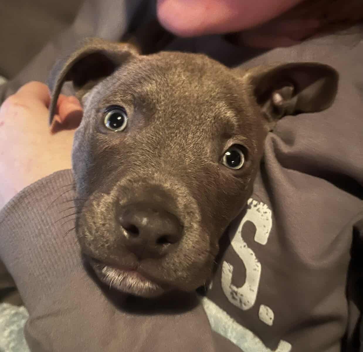 12 wk old male gray w/brindle pit bull image 1